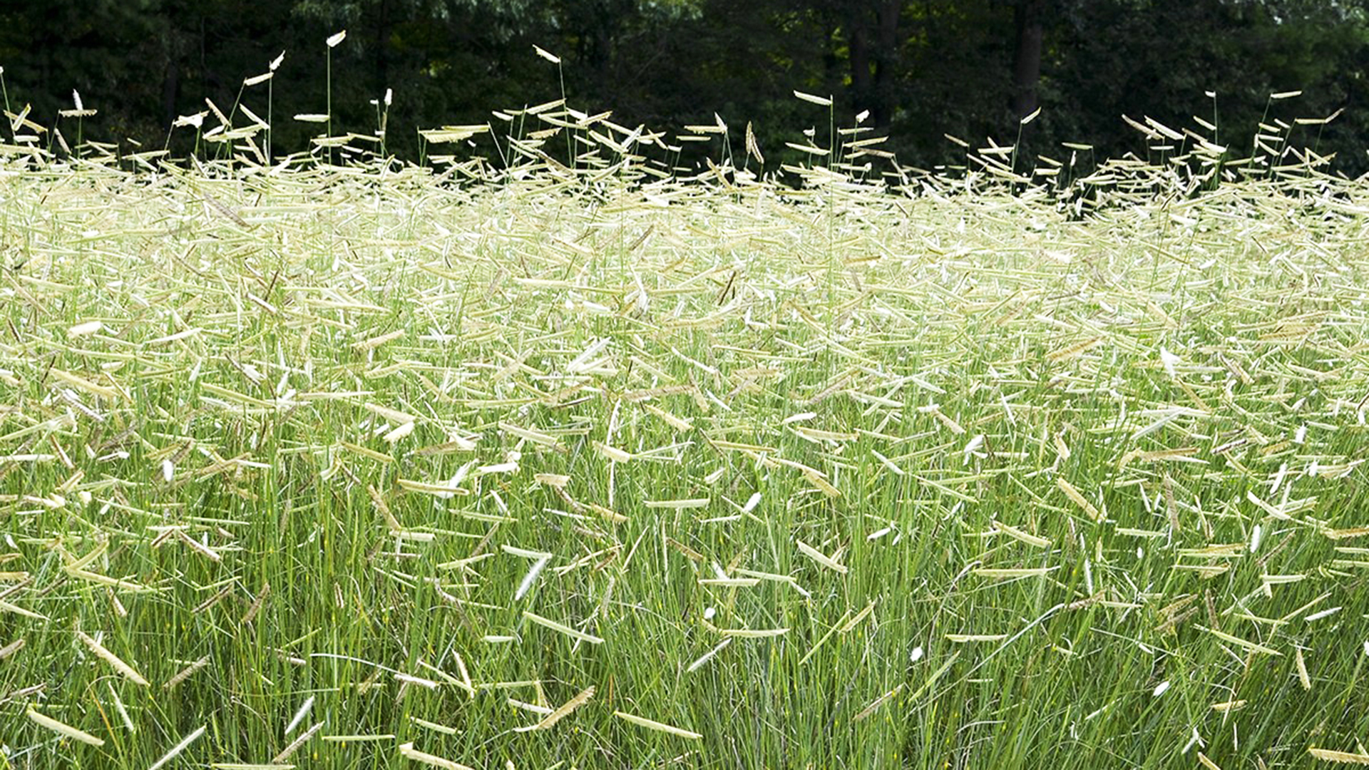 Bluegramma native grasses