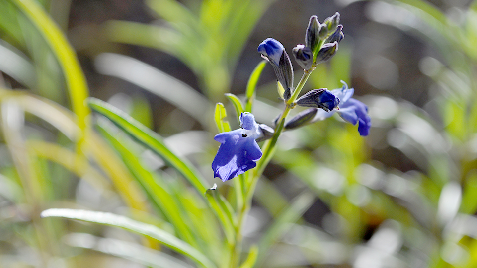 Autumn Sapphire Sage plant with small blue flowers