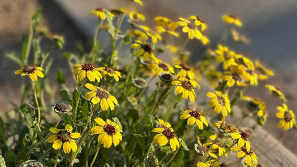 Chocolate Flower is yellow blooms with brown centers