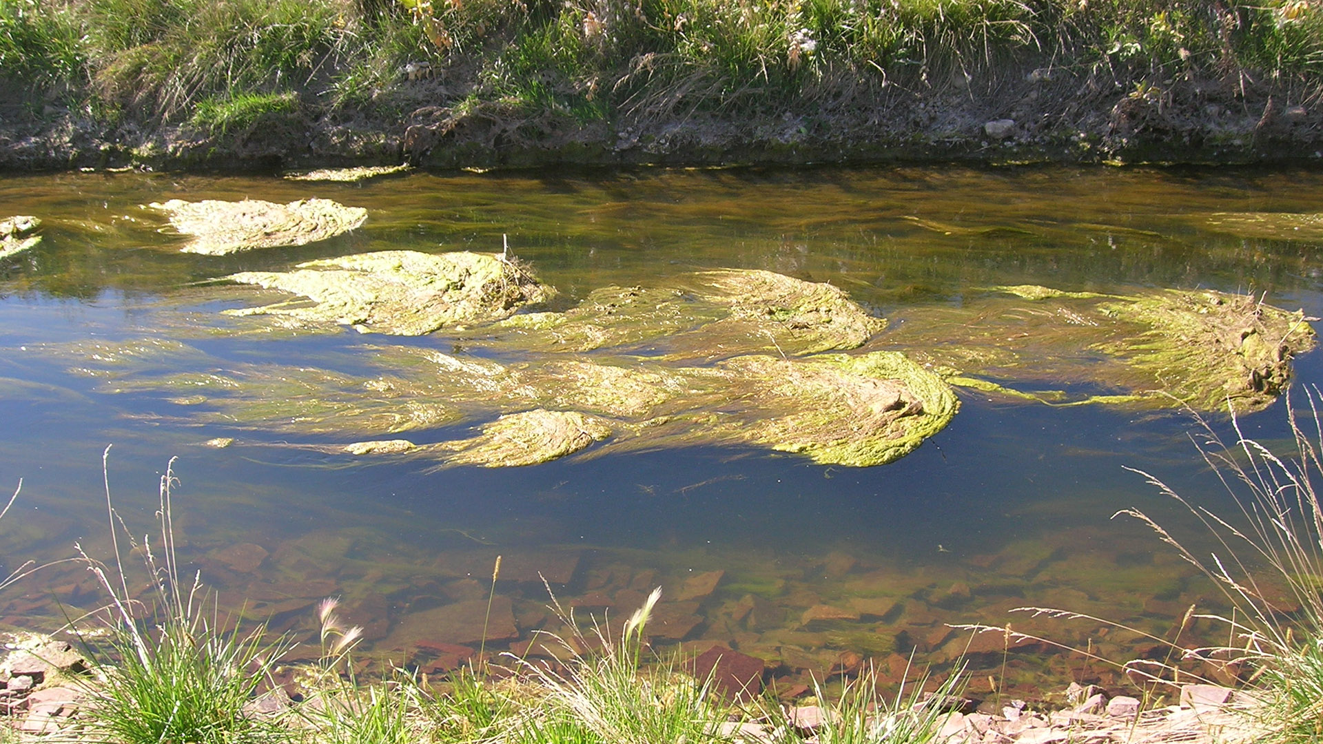 Algae in water.