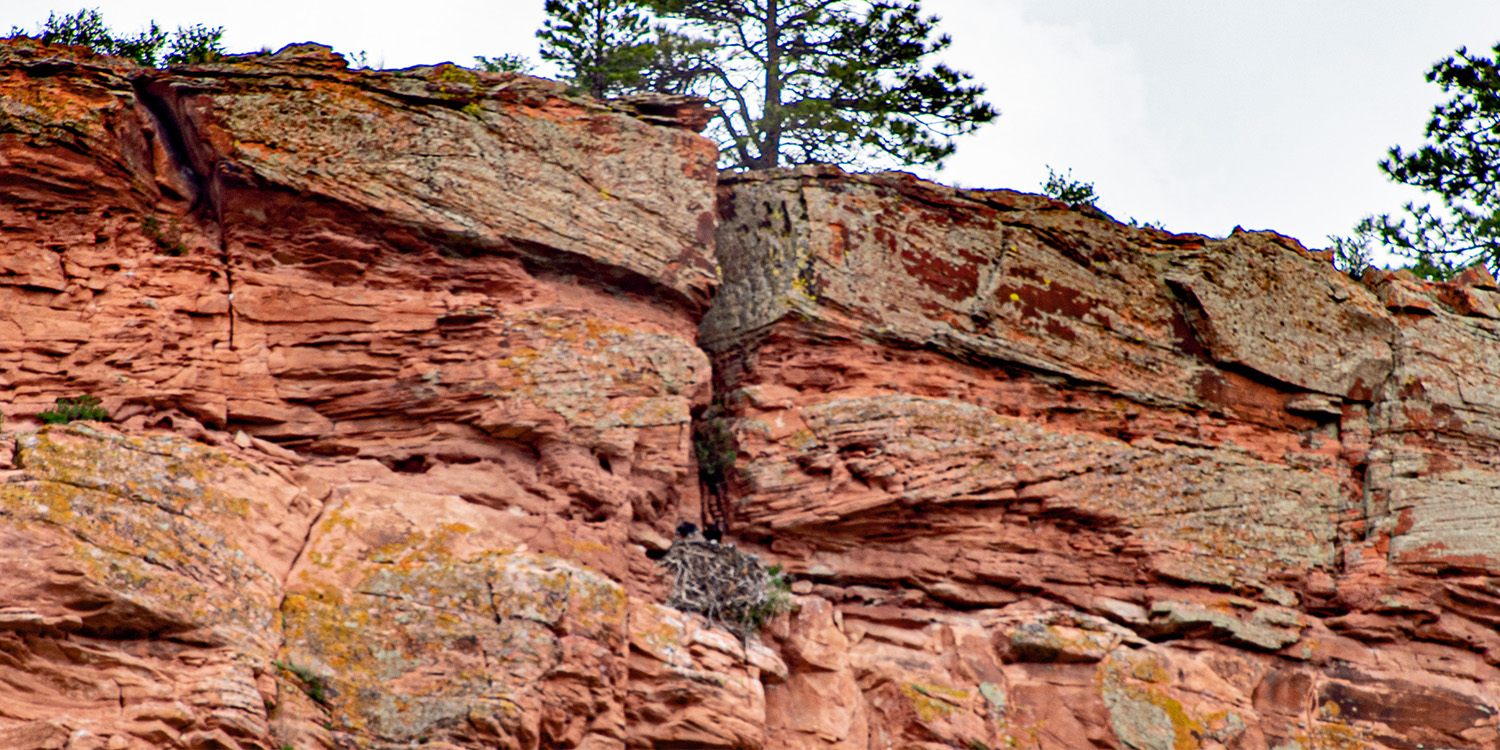 A Golden Eagle nest sits high above construction on the eastern ridge of the site.