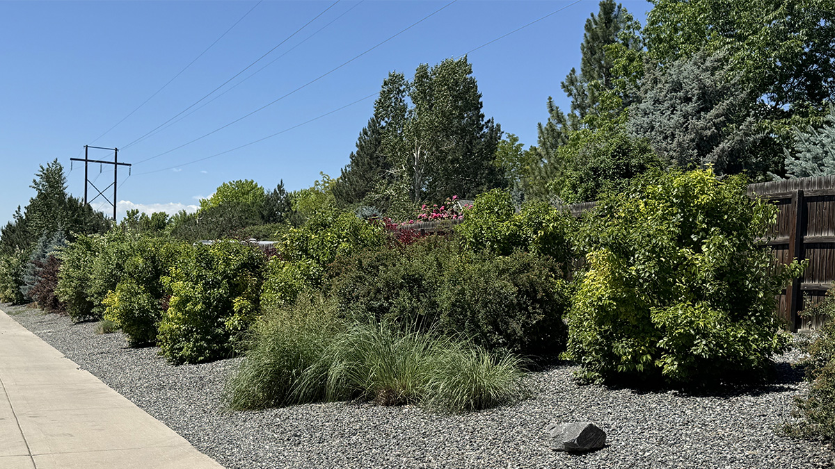 Lush vegetation against a fence with a blue sky background.