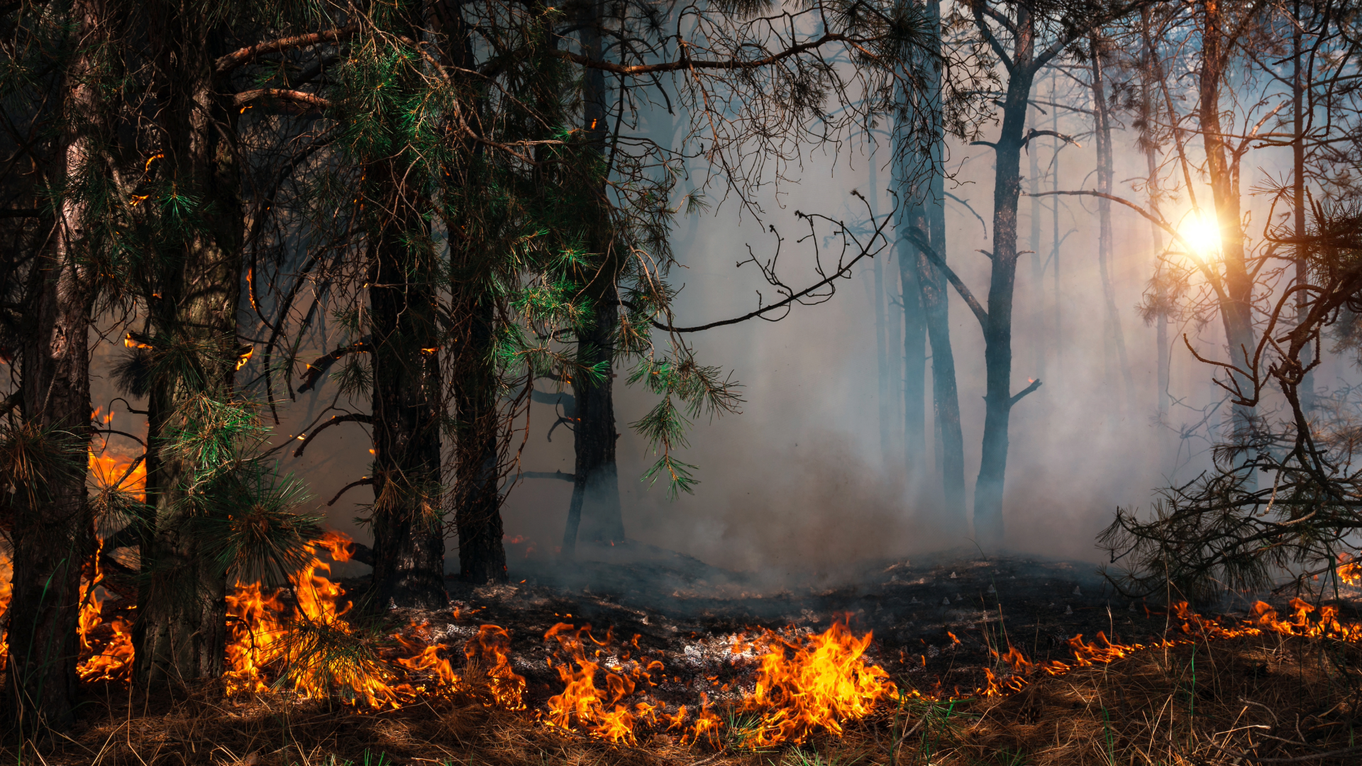 Wildfire burns through forest