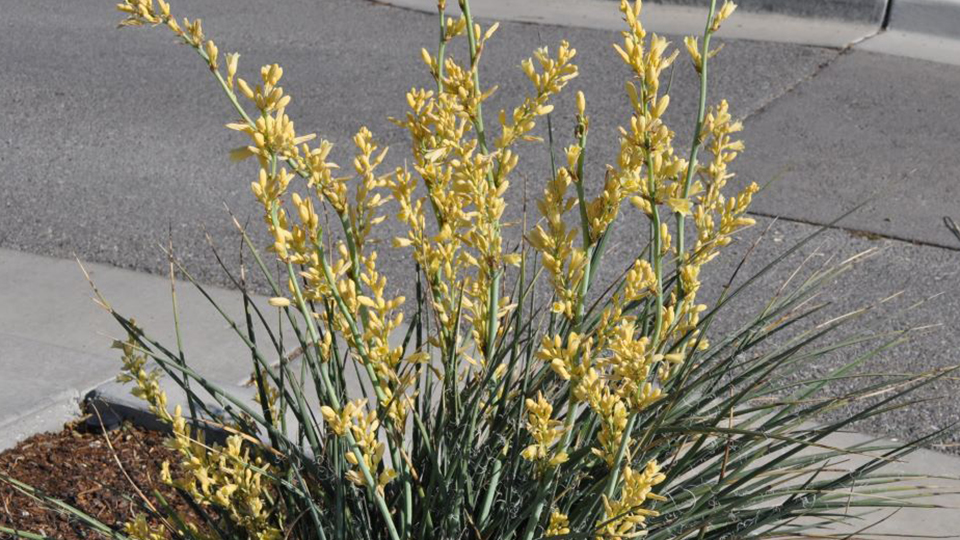 Yellow False Yucca plant has tall yellow flower blooms