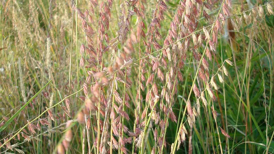 Sideoats Grama Grass has whispy grain like tops on a grass