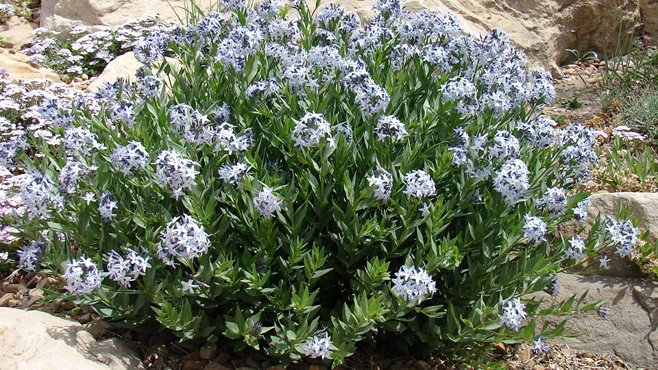 Desert Blue Star plant has small blue flowers