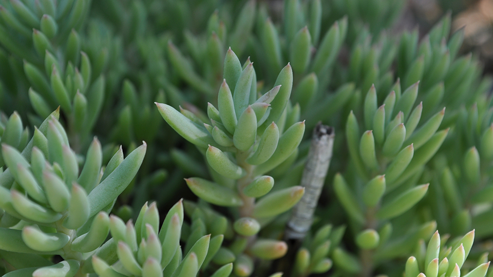 Turquoise Tails Sedum are soft small green petals