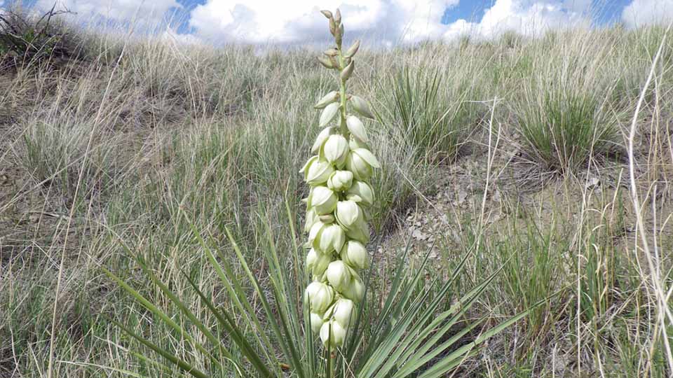 Soapweed Yucca is a tall slender plant with white blooms