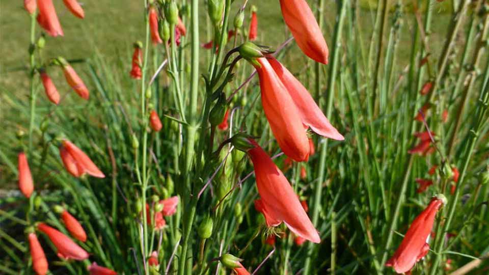 Scarlet Bulgar has red tulip like flowers