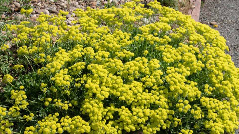 Sulphur Flower has small yellow blooms 