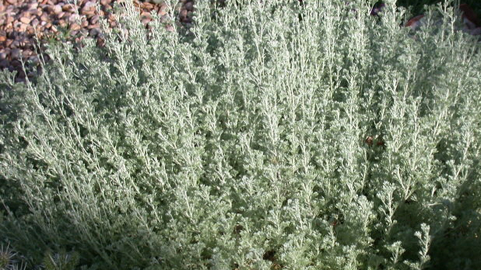 Fringed Sage has tall flowers on mounding perennial