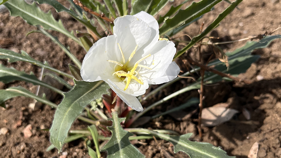 White Evening Primrose has white flowers