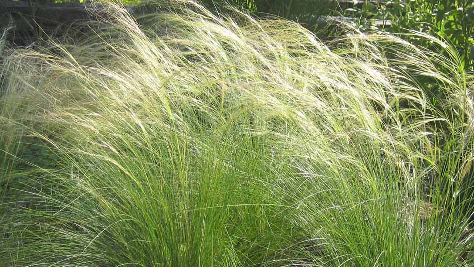 Mexican Feather Grass has whispy ends on a native grass